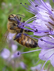phacélie et abeille